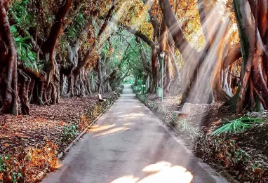 Jardin d’Essai du Hamma : entre mémoire, verdure et poésie