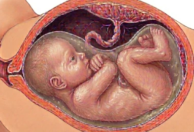 Semaine 30 grossesse