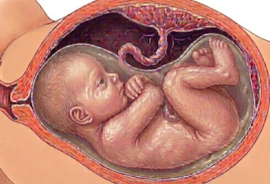 Semaine 31 grossesse