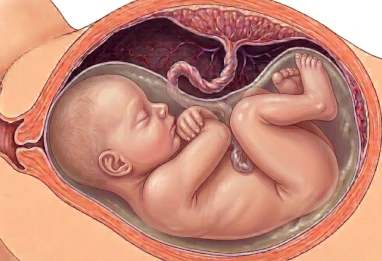 Semaine 36 grossesse