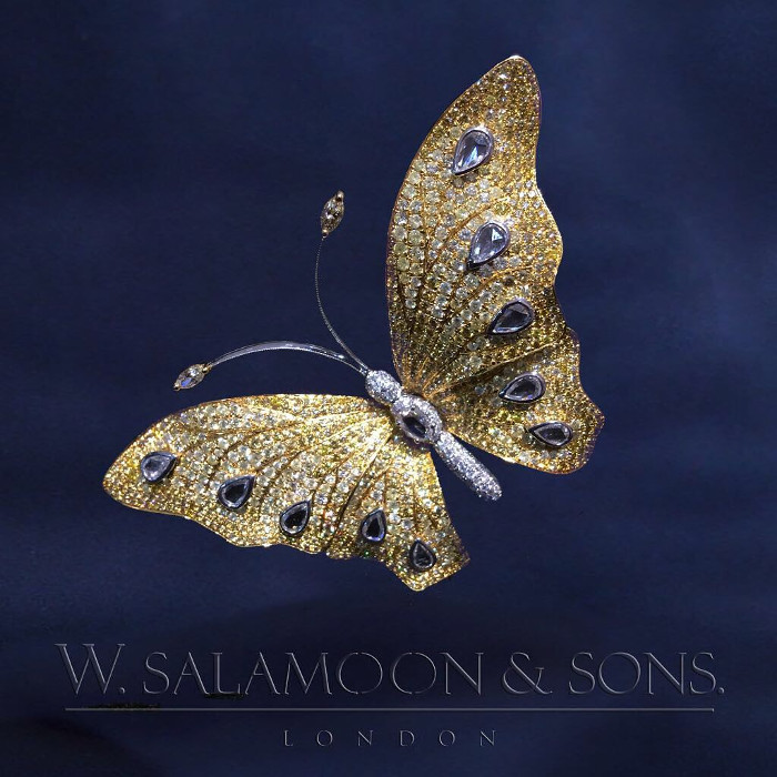 salamoon-and-son papillon