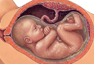 Semaine 32 grossesse