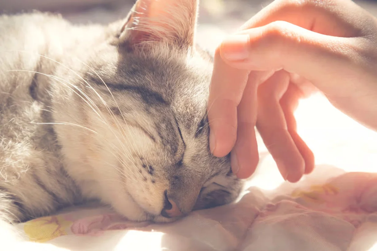 animal-de-compagnie-bien-etre-emotionnel-luxe