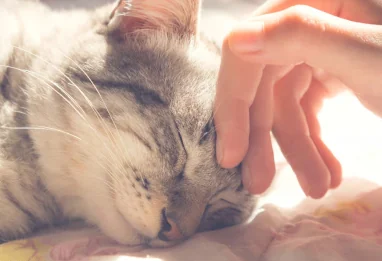 Un animal de compagnie : le luxe doux du bien-être émotionnel