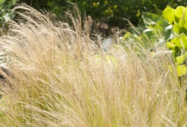 Nabtat el Halfa : la plante algérienne qui fait maigrir, mythe ou réalité ?