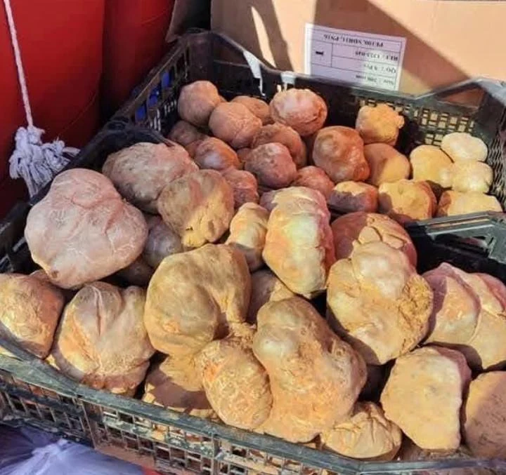 el-terfez-truffe-du-desert-algerien