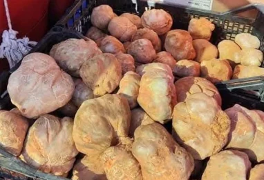 El Terfez : la truffe du désert algérien, joyau oublié de la gastronomie saharienne