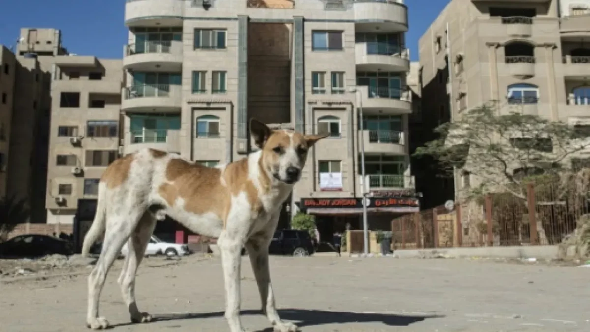 chiens-errants-algerie-influenceuse-attaque-galoufa