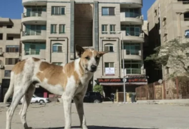Chiens errants en Algérie : une influenceuse attaquée, un problème de société qui fait toujours mal